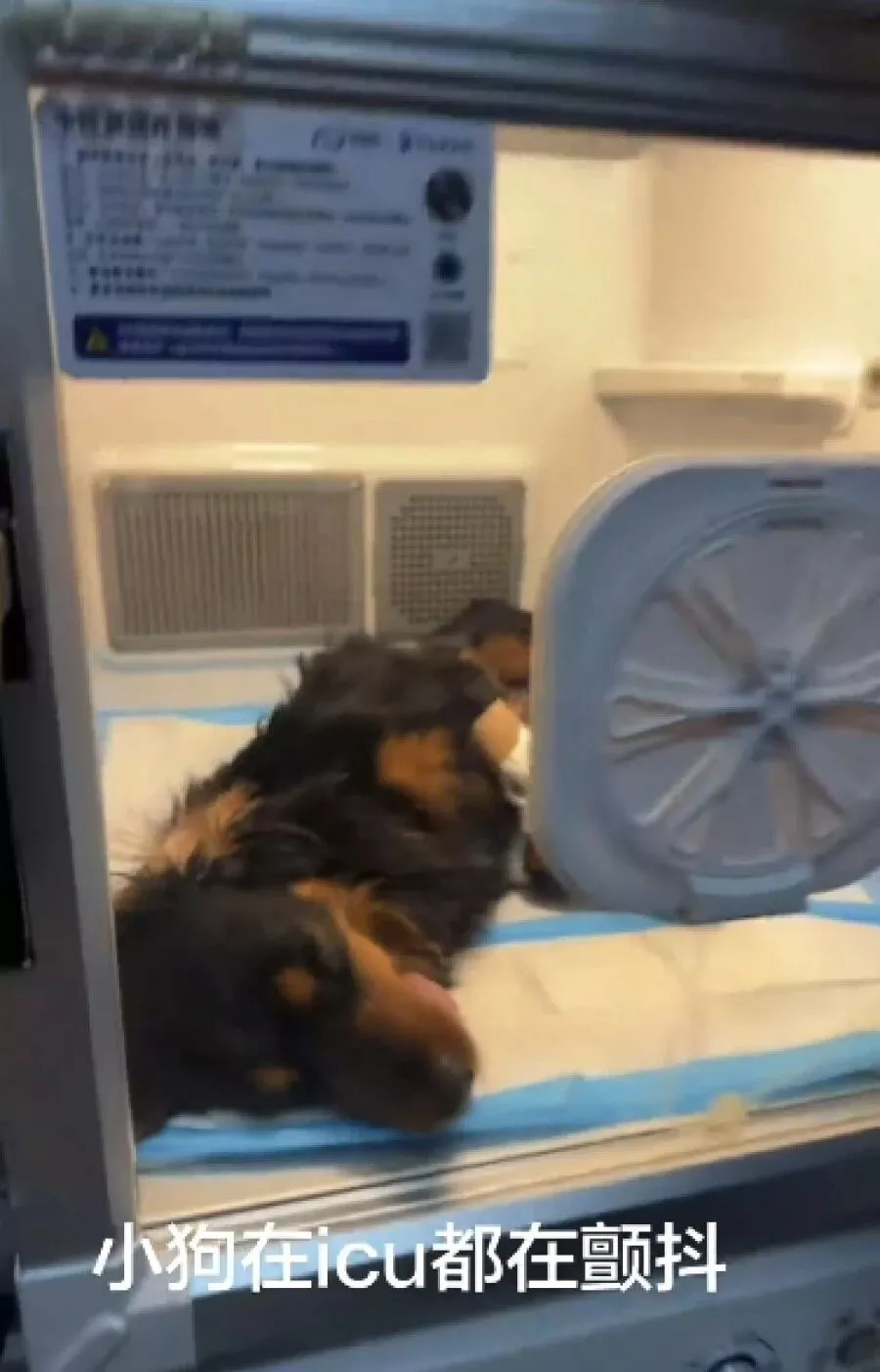 云南大理一烈性犬撕咬牵绳小狗，女子解救也受伤