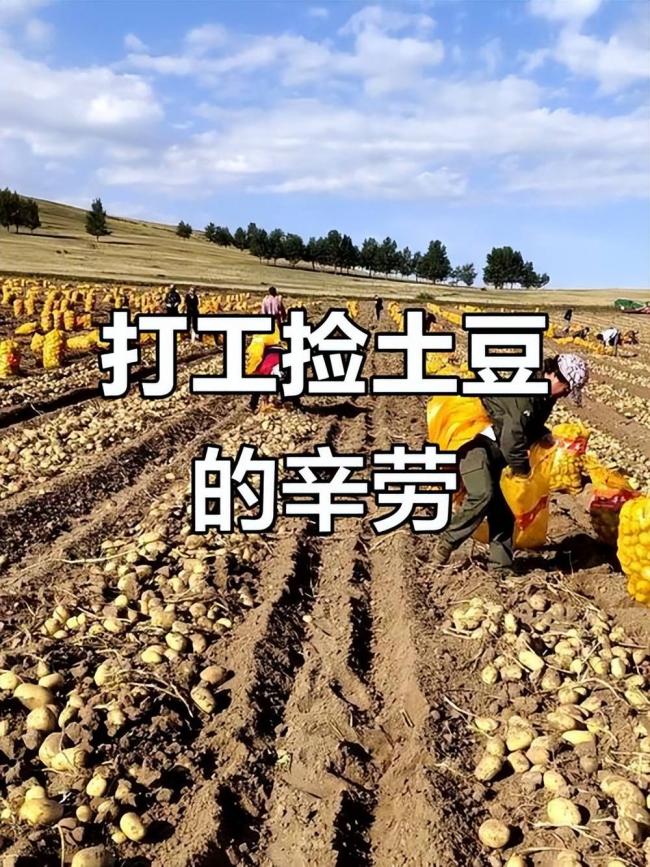 四川小伙赴内蒙捡土豆 工资到账他当场看呆