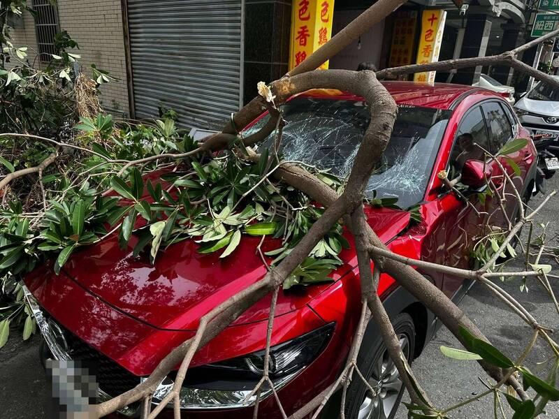 大树倒塌瞬间砸烂轿车,挡风玻璃碎裂。(民众提供) 大树倒塌瞬间砸烂轿车,挡风玻璃碎裂。(民众提供)